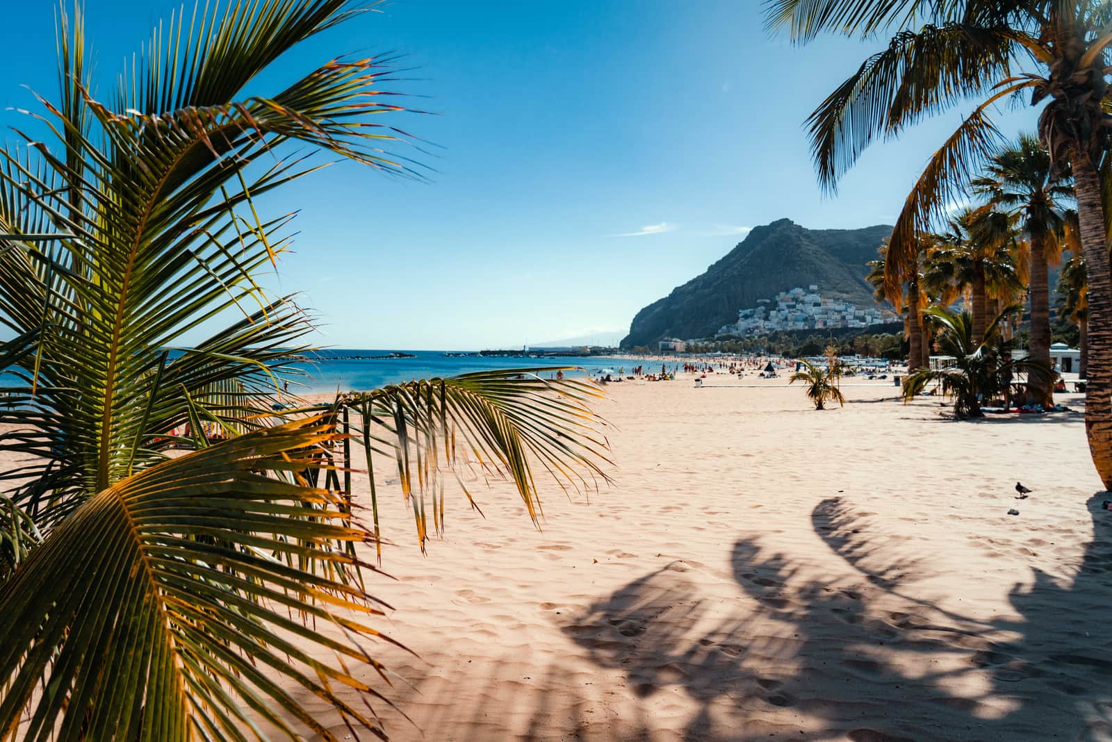 Palm shadows across the sand on a beach at Playa de las Americas