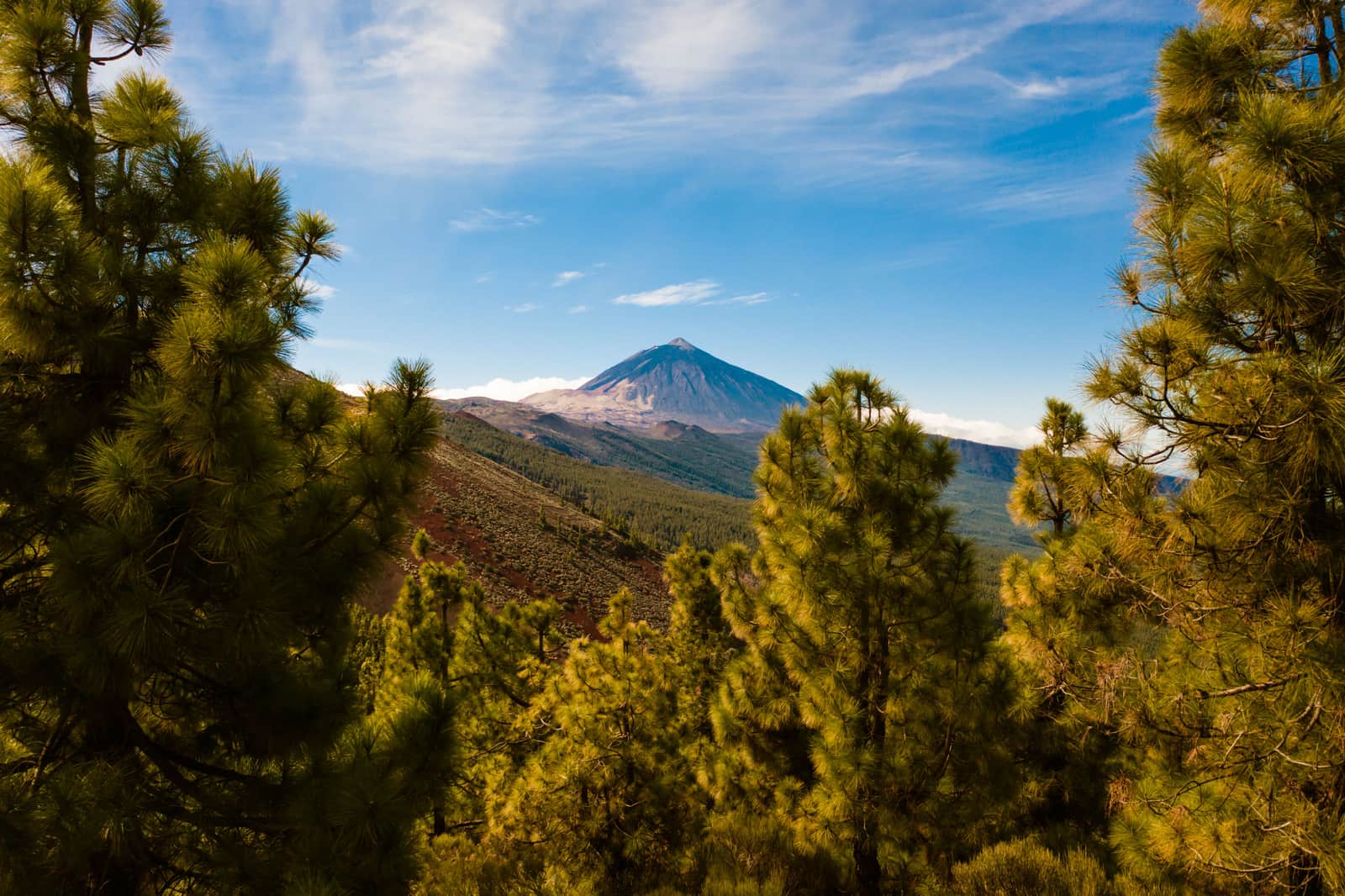 Pine forest on the upper slopes with the peak of Teide behind