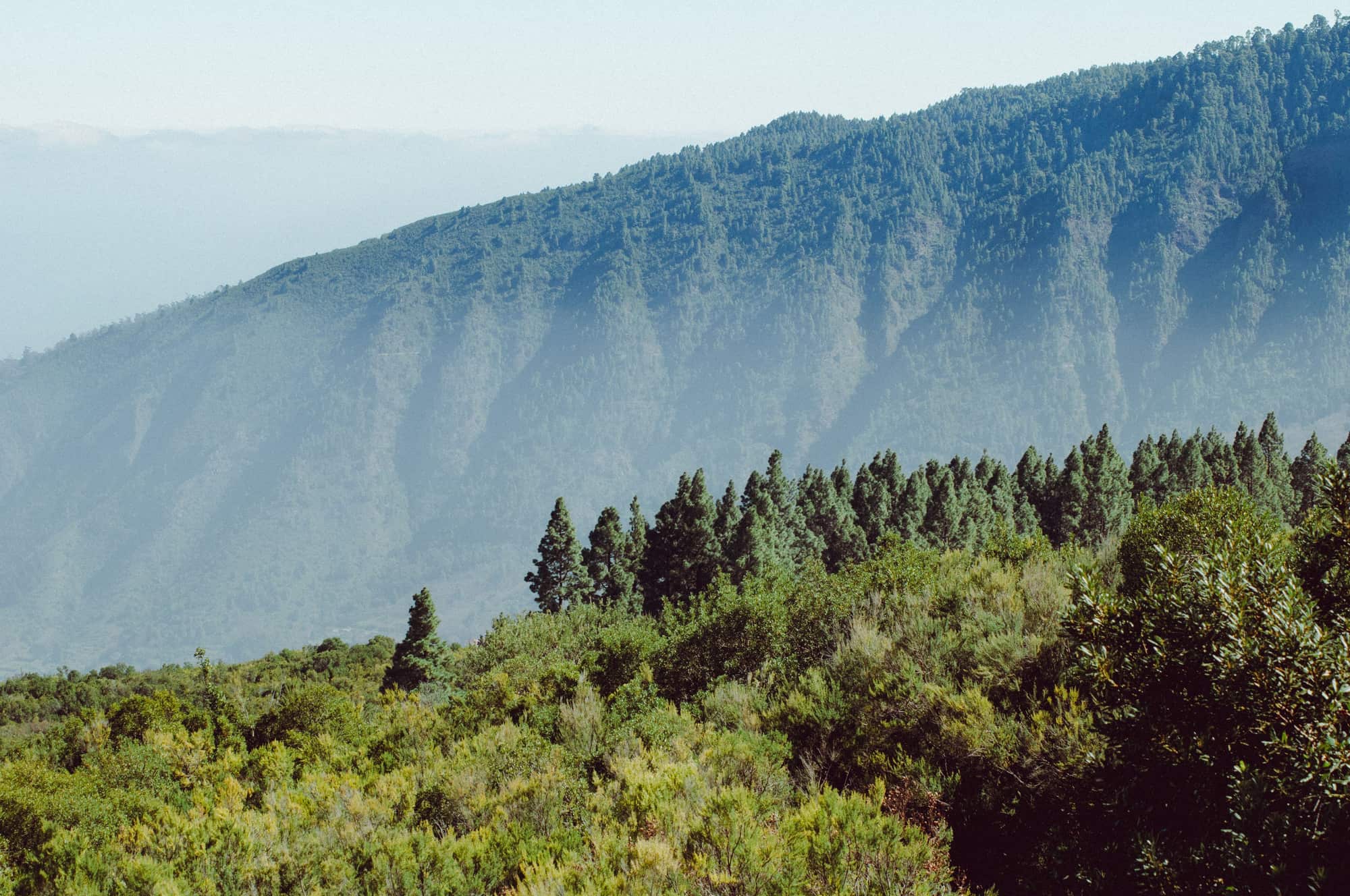 A forested ridge running down towards the coast